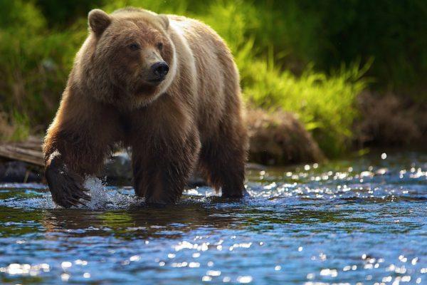 Perché l'orso bruno sta sognando 