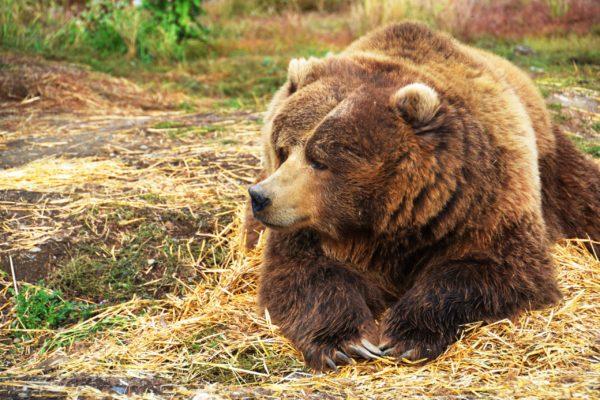 Perché un orso bruno sogna una ragazza 