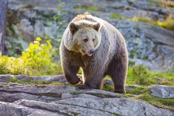 Orso bruno in un sogno 