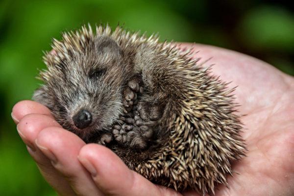 Piccolo riccio nel palmo della tua mano 