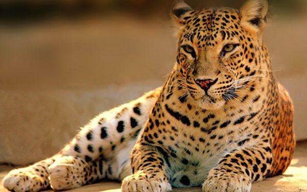 Leopardo 