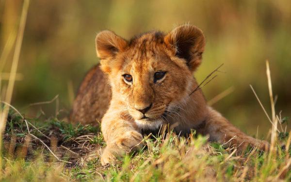 Perché il cucciolo di leone sta sognando 