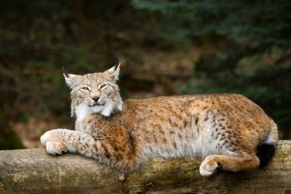 Perché la lince sta sognando 