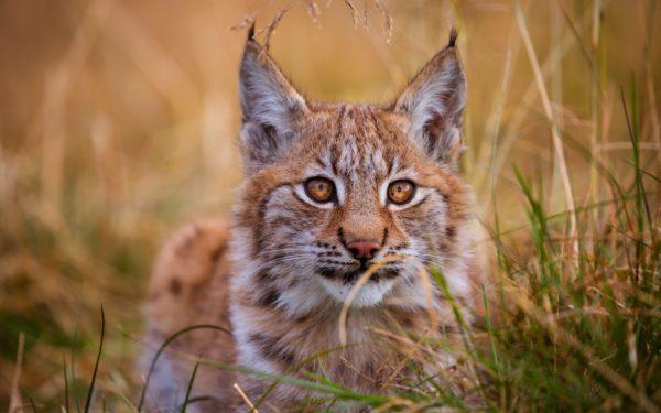 lince del libro dei sogni 