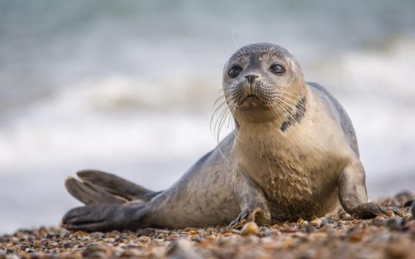 Perché la foca sta sognando 