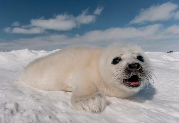 Perché la foca sta sognando 