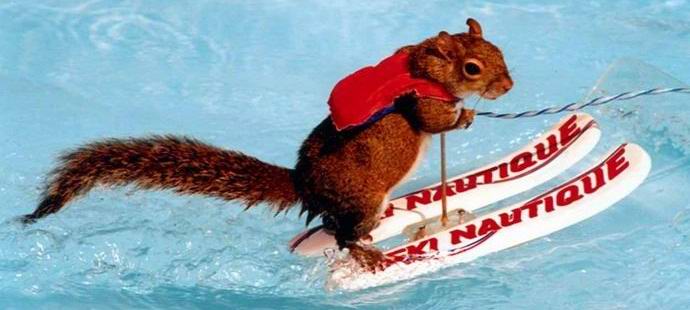 Lo sci scoiattolo è diventato una sensazione su Internet.