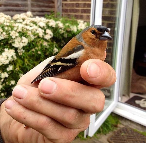 uccello vicino alla finestra 