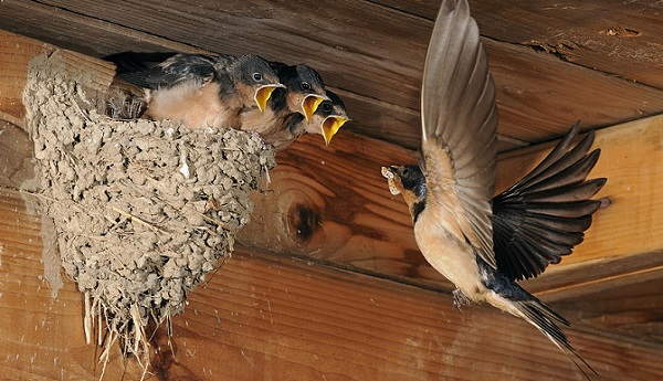 Gli uccelli hanno fatto un nido sul balcone 