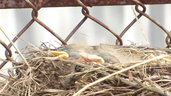 Gli uccelli hanno fatto presagi di nido 