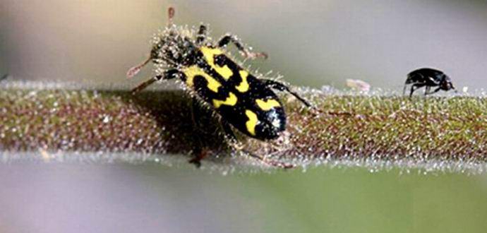 La pianta si difende aggrappandosi agli insetti morti