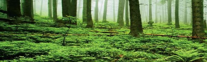 Le piante sono più facili da tollerare disastri nel mondo