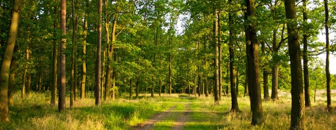 Le piante sono i nostri assassini?