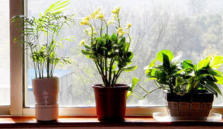 Clicca per vedere a schermo intero