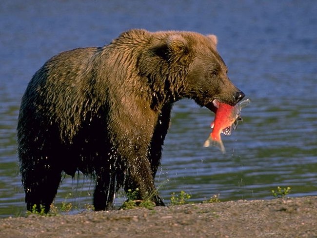 L'URSS è crollata - i grandi animali hanno cominciato a estinguersi