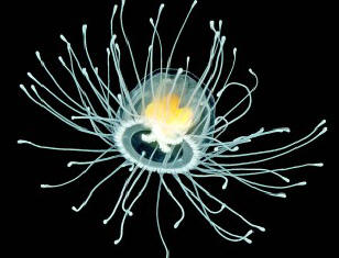 La medusa Turritopsis nutricula diventa più giovane con il tempo