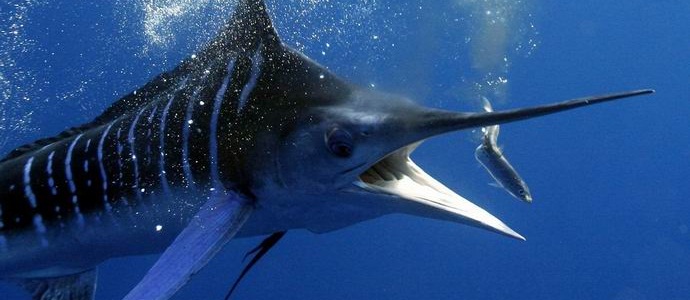 Il pesce spada ha pugnalato un pescatore americano