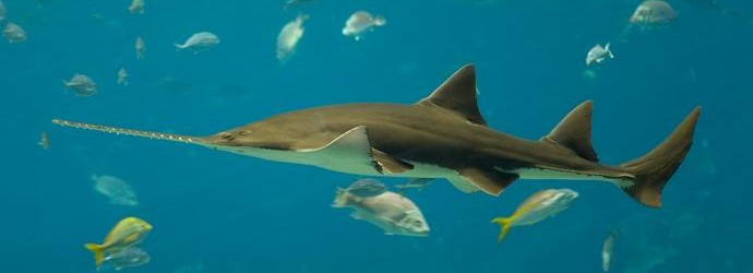 Il pesce visto può portare la prole senza un partner