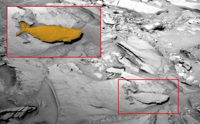 Fish on Mars - una scoperta straordinaria