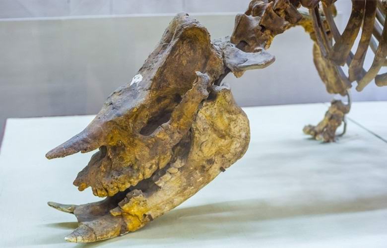 Gli scienziati russi hanno scoperto una nuova specie di dinosauri