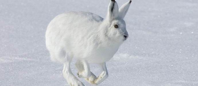 La lepre estrema russa è diventata la stella di Internet