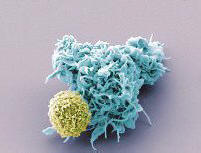 Con l'aiuto dei virus, l'umanità è guidata dal naso