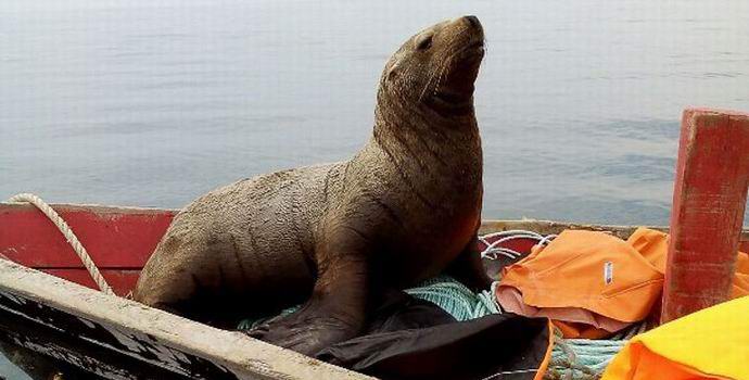 I pescatori Sakhalin hanno dovuto cavalcare una foca di pelliccia sfacciata su una barca per un terzo giorno