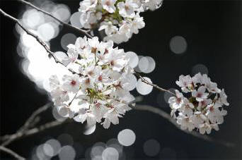 Sakura, germogliata dall'osso cosmico, è sbocciata sei anni prima del previsto.