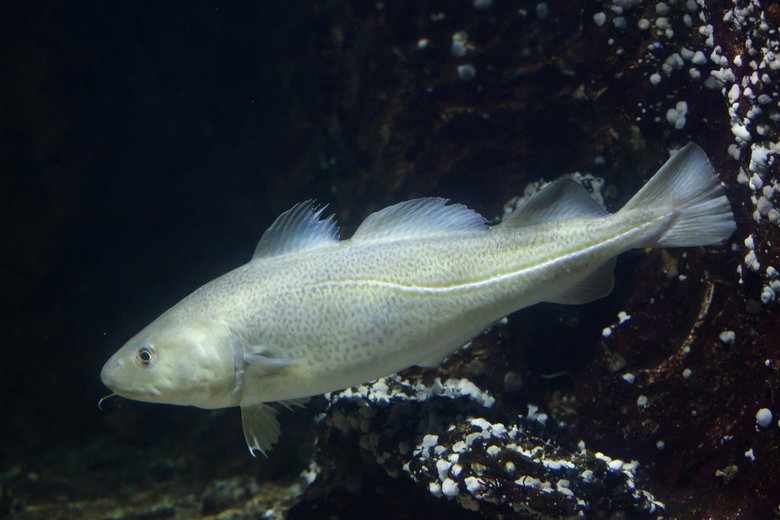 Il pesce più sano vive nei laghi della Siberia