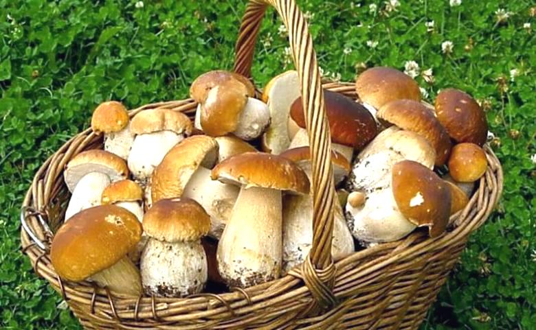 I funghi più preziosi dal punto di vista gastronomico