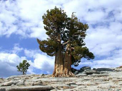 Gli alberi più antichi del nostro pianeta