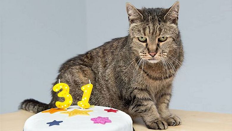 Il gatto più anziano del mondo viveva fino a 32 anni