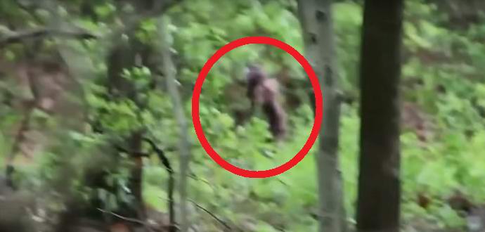 La femmina yeti con il cucciolo è caduta nell'obiettivo della scienziata