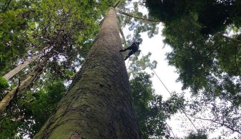 L'albero tropicale più alto scoperto in Malesia