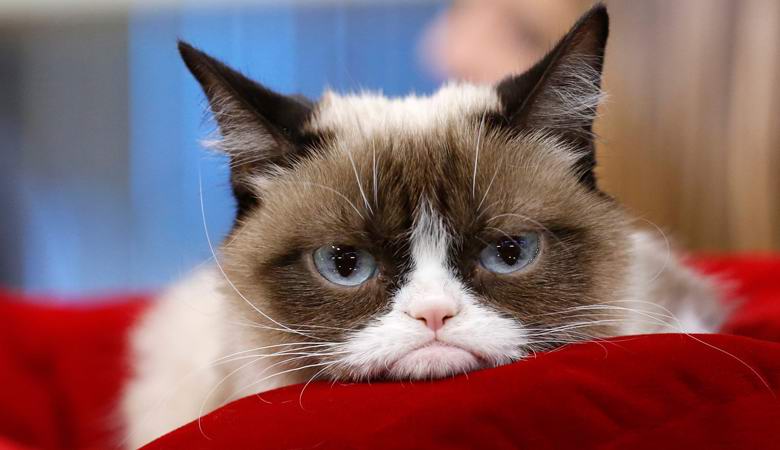 Il gatto più famoso del mondo, che era scomparso, è stato offerto al clone.