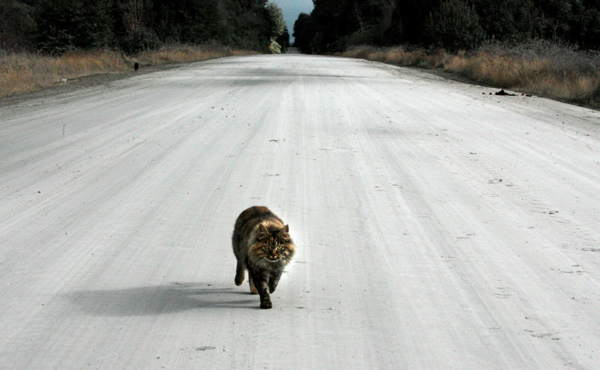 Abbattuto un gatto in una macchina - segni popolari 