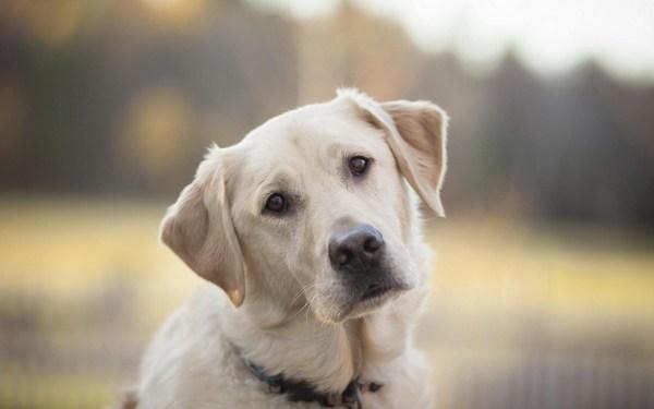 presagio ha colpito un cane in macchina 