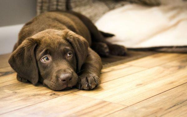 perché battere un cane sul segnale stradale 