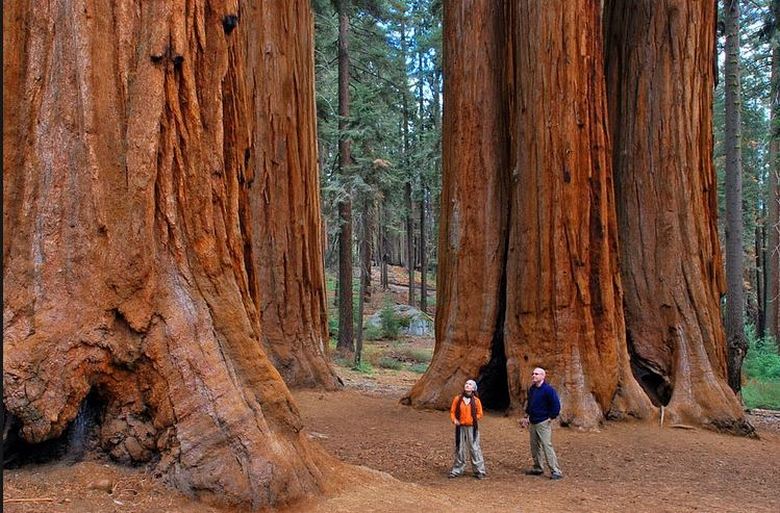 Le sequoie vivono quasi per sempre