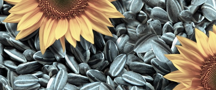 Fare clic sui semi è il passatempo russo preferito