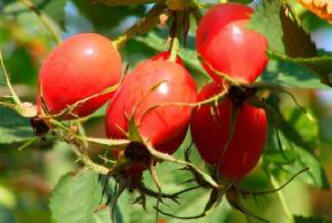 Il cinorrodo allevia il dolore, gli scienziati hanno dimostrato