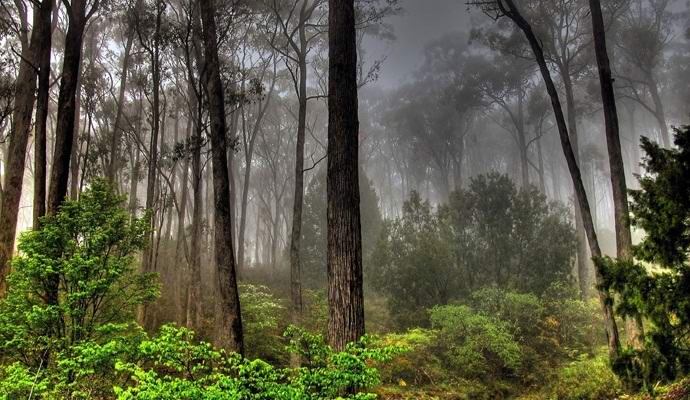 Lo scozzese ha fotografato un umanoide simile a un umanoide nella foresta