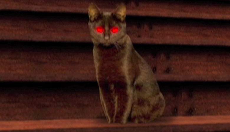 I singaporiani affermano di aver filmato un gatto spettrale nel loro appartamento