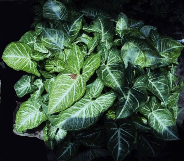 presagi e superstizioni di syngonium 