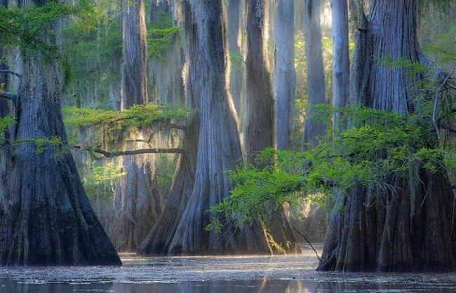 Fata Lago Caddo