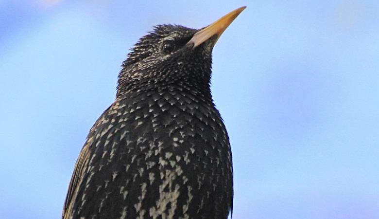 Starling