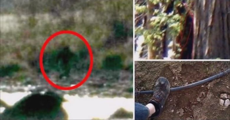 Bigfoot ha un'intuizione sorprendente ed è in grado di prevedere il futuro