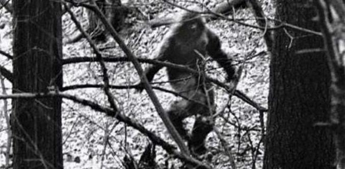 Bigfoot appare nelle foreste di Ul'janovsk