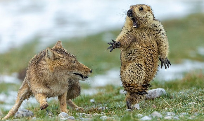 Una foto di una volpe e una marmotta riconosciuta come la migliore fotografia naturalistica