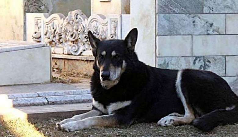 Un cane di nome Capitano 11 anni ha custodito la tomba del suo padrone